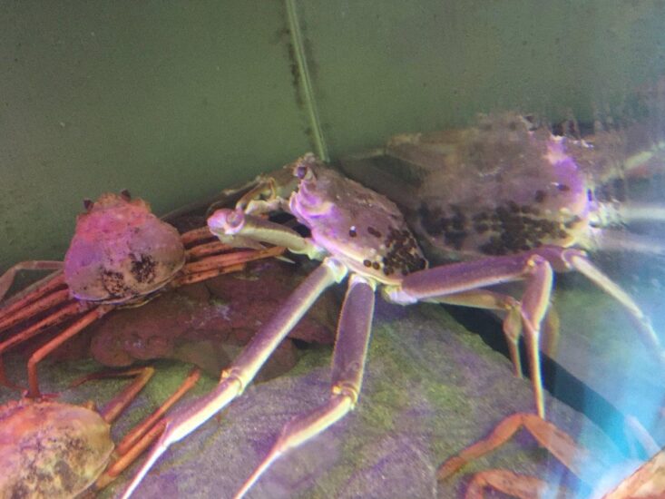 なんと口からハサミが！？