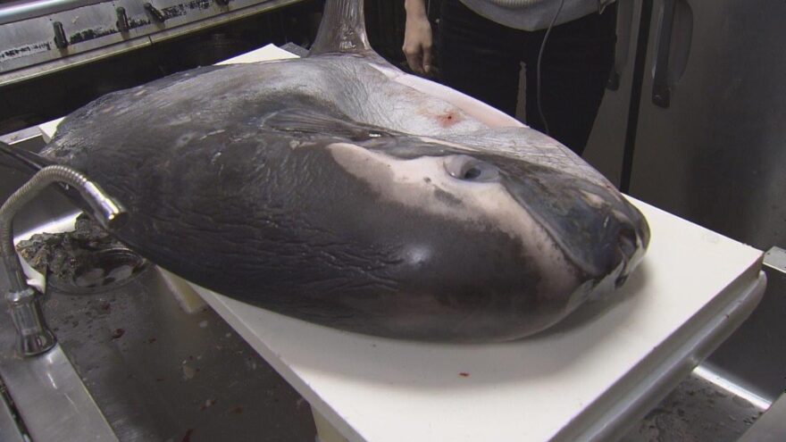 定置網になんとマンボウが！
