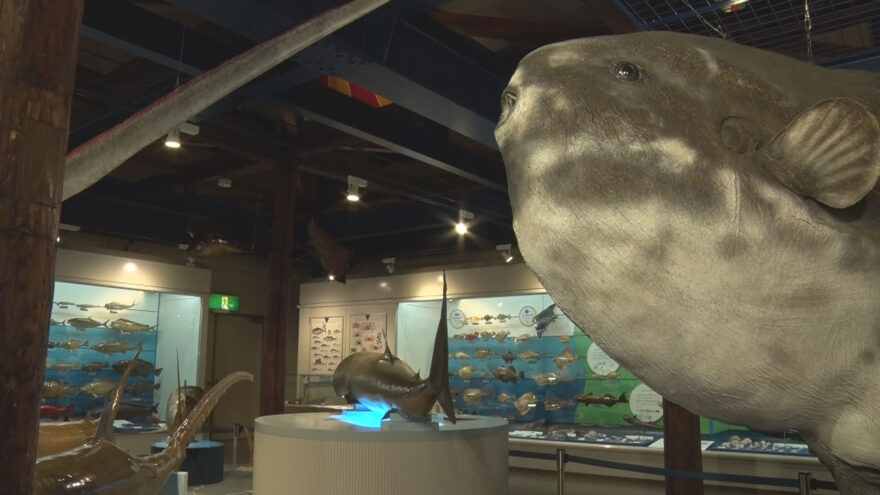 境港の不思議な水族館ってどんなところ？