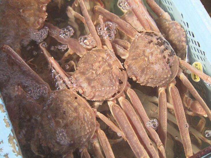 蟹取県が、“蟹取れすぎ”でピンチです！