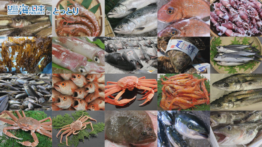 日本最多の20種類！鳥取県「四季の県魚」制定
