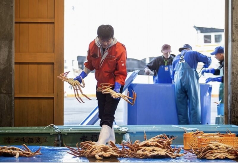 【参加者募集！】鳥取の冬の味覚「松葉がに」を通して水産業界のお仕事を学ぼう！