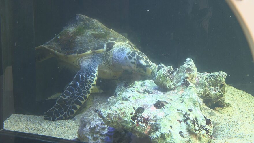 韓国の水族館で放流したウミガメが漂着？!衰弱して鳥取の海岸で保護。