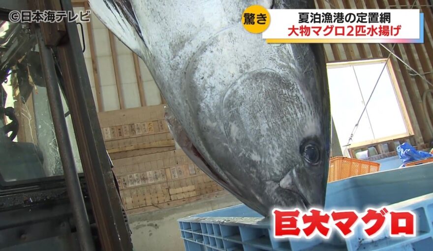 丸々と大きなマグロが2匹！