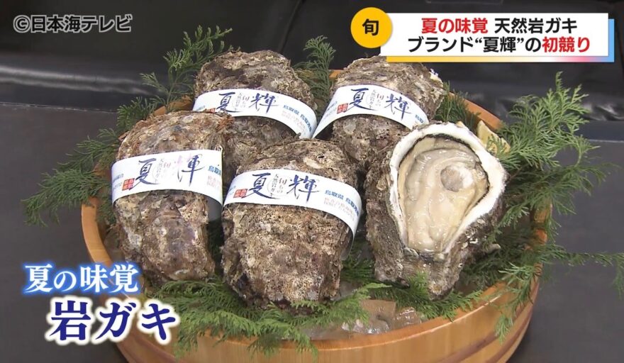 岩ガキ「夏輝」解禁！