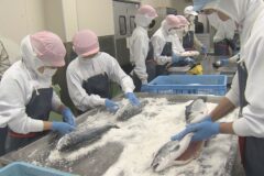 冬の料理に欠かせない新巻ザケ作り、70年以上続く伝統実習を高校生が体験