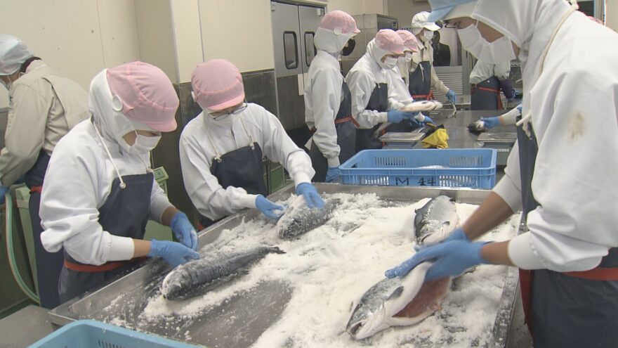 冬の料理に欠かせない新巻ザケ作り、70年以上続く伝統実習を高校生が体験