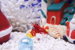 かにっこ館でクリスマス？