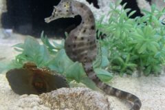 「午年」にちなんだ海の生き物が集合！