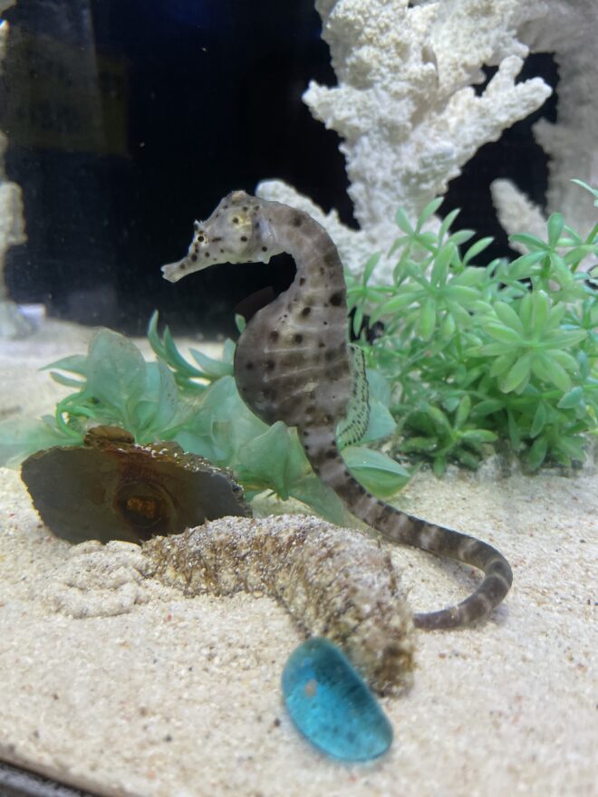 「午年」にちなんだ海の生き物が集合！