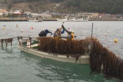 もうすぐ最盛期！小学生がワカメ収穫を見学！
