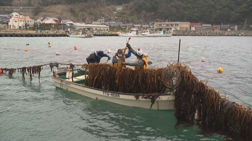 もうすぐ最盛期！小学生がワカメ収穫を見学！