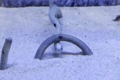 砂の上のアーチ「チンアナゴ動画がバズり中！」