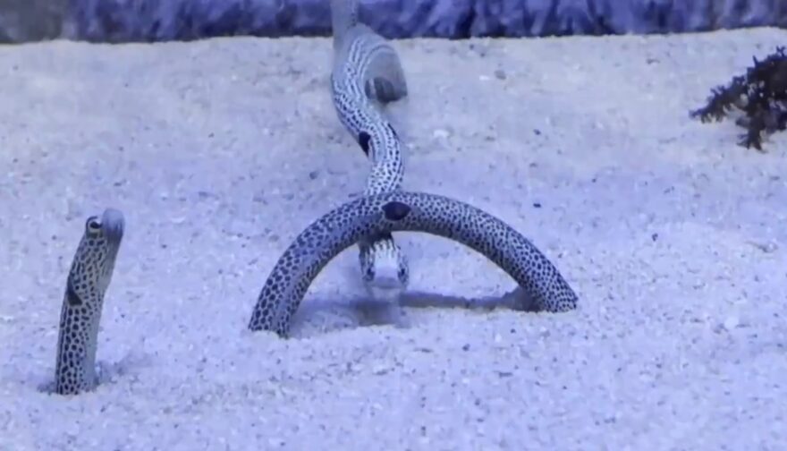 砂の上のアーチ「チンアナゴ動画がバズり中！」